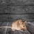 Zarephath Mice Removal by Bug Out Pest Solutions, LLC